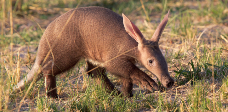 Aardvark