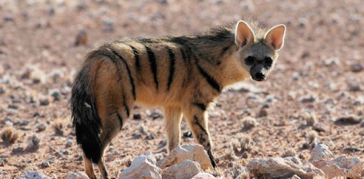 Aardwolf