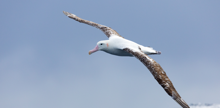 Albatross