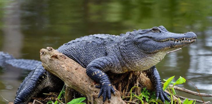 Alligator