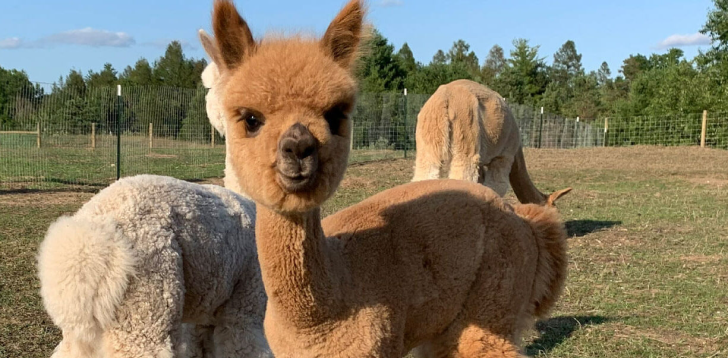 Alpaca