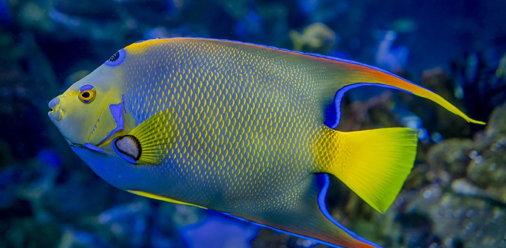 Angelfish