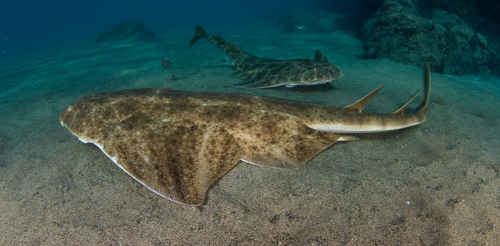 Angelshark