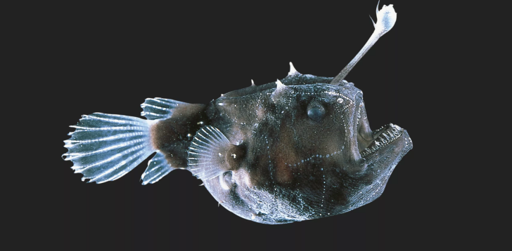 Anglerfish Spiritual Meaning and Symbolism