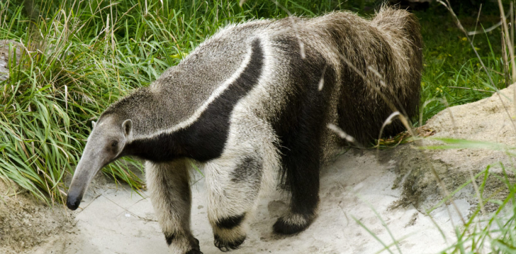 Anteater