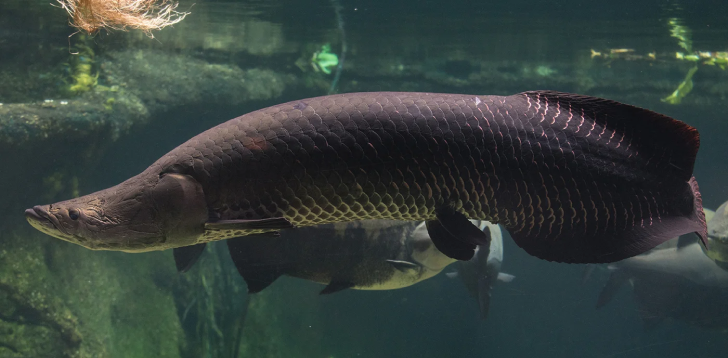 Arapaima