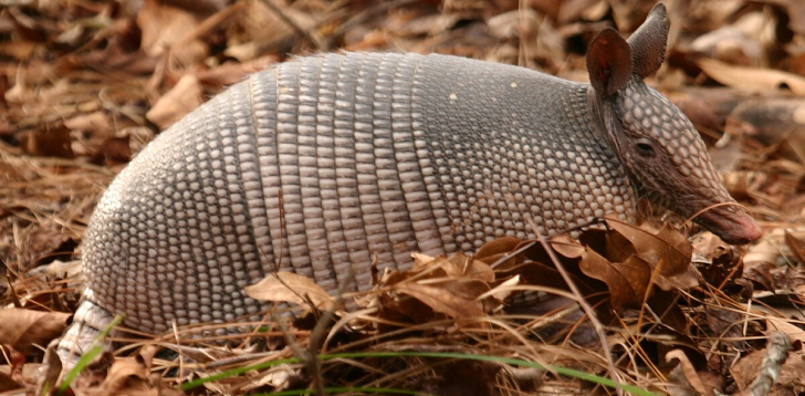 Armadillo