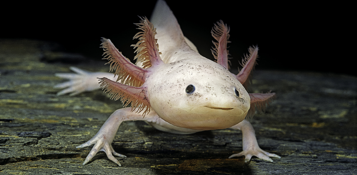 Axolotl