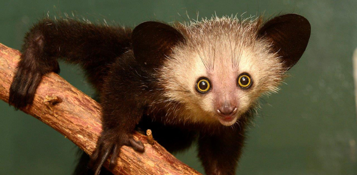 Aye-Aye