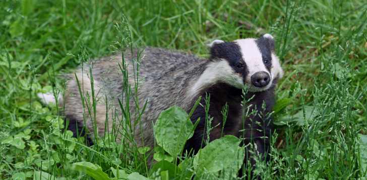 Badger