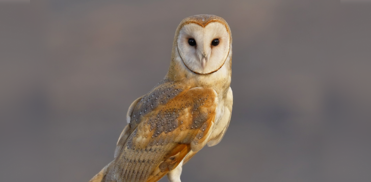 Barn-Owl