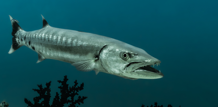 Barracuda