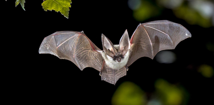 Bat