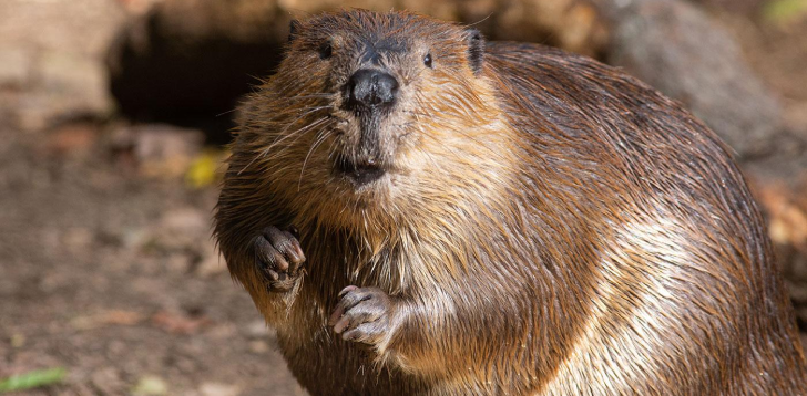 Beaver