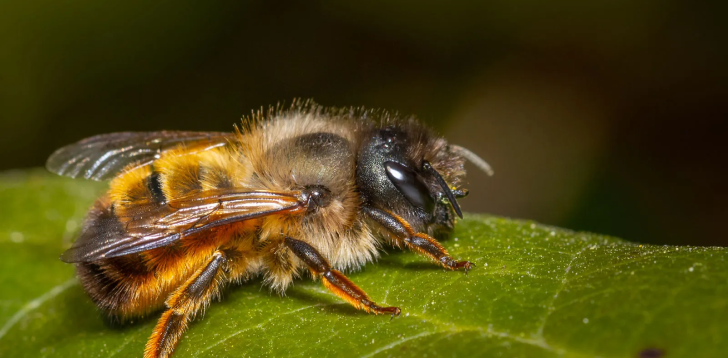 Bee