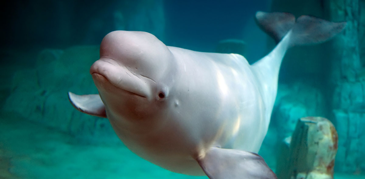 Beluga-Whale