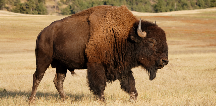 Bison