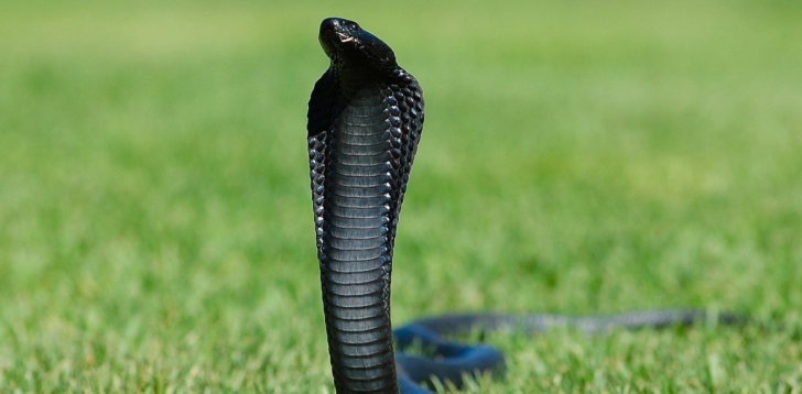 Black-Cobra