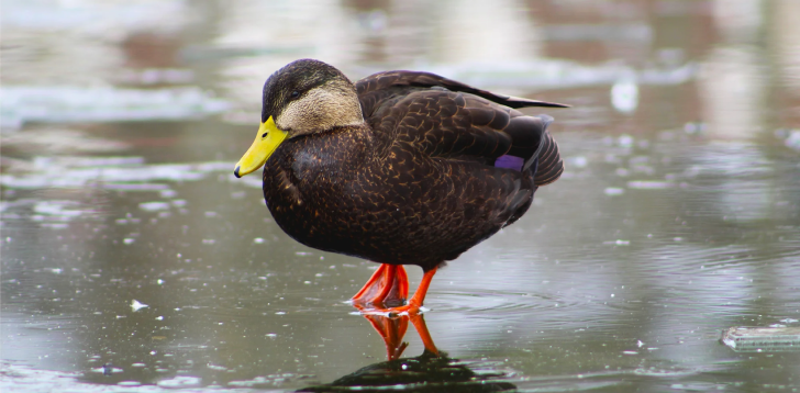 Black-Duck