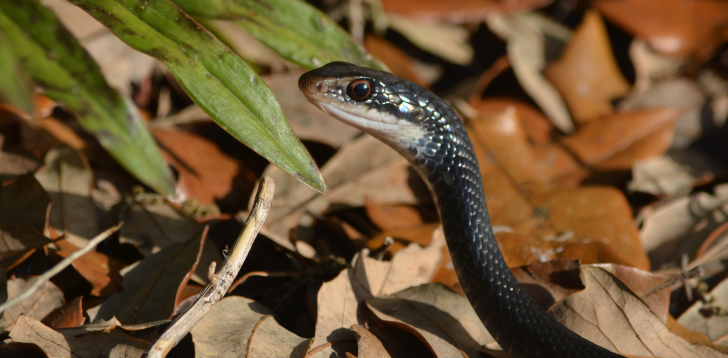 Black-Racer-Snake