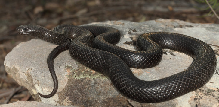 Black-Snake