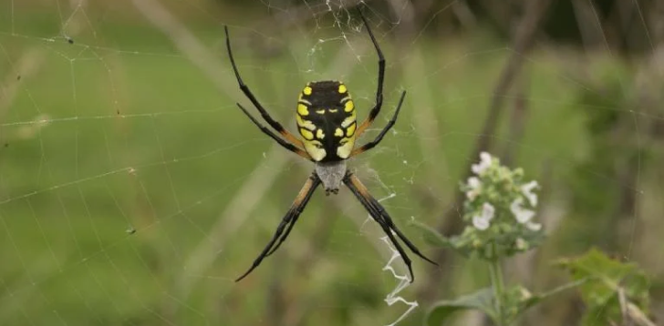Black-Spider
