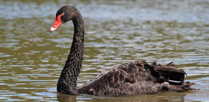 Black-Swan