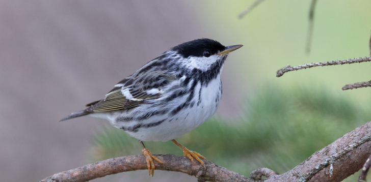 Blackpoll-Warbler