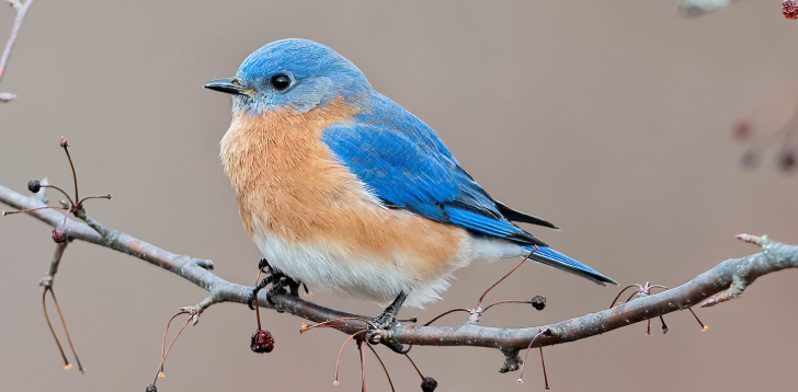 Blue-Bird