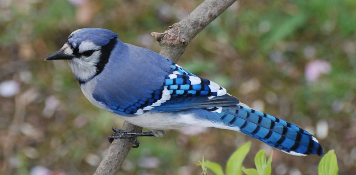 Blue-Cardinal