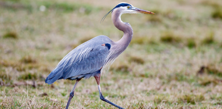 Blue-Heron