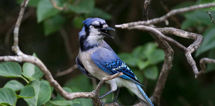 Blue-Jay