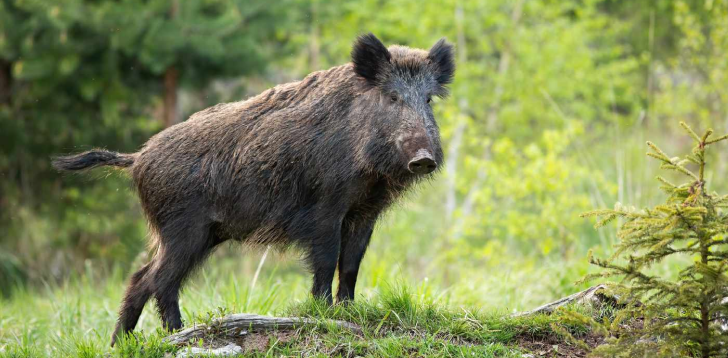 Boar