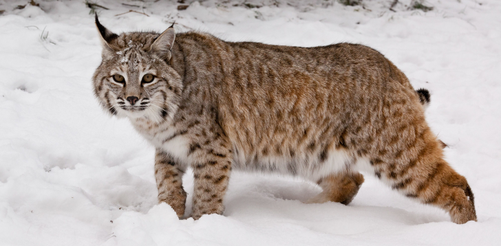 Bobcat