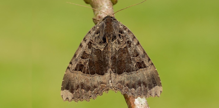 Brown-Moth