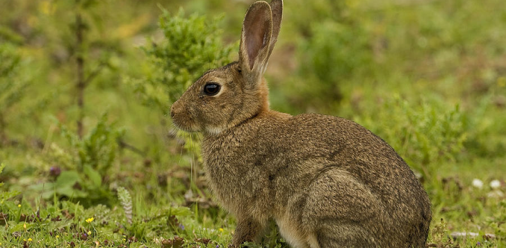 Brown-Rabbit