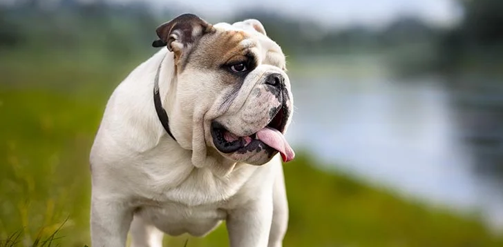 Bulldog