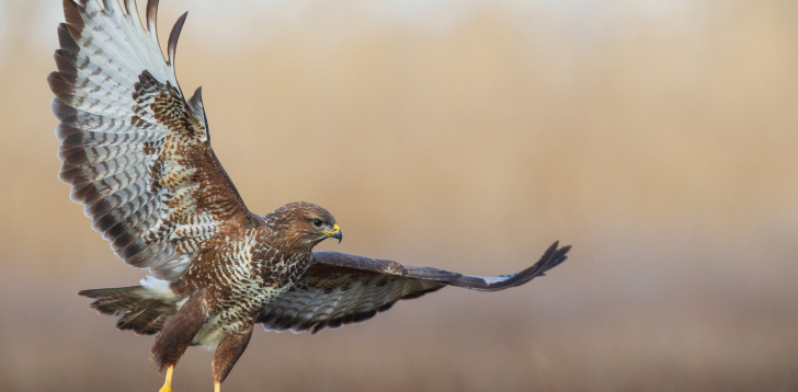 Buzzard