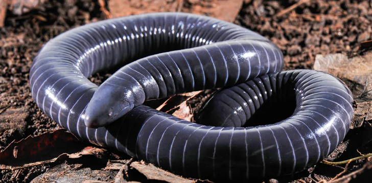 Caecilian