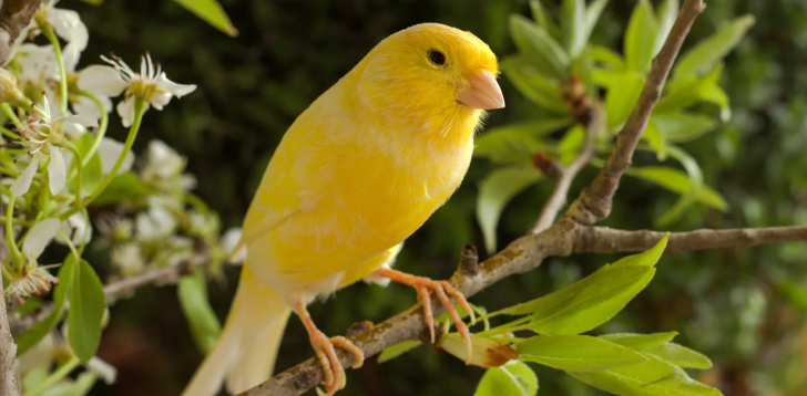 Canary