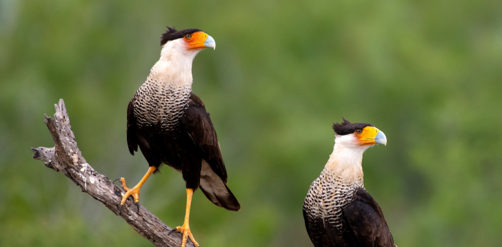 Caracara