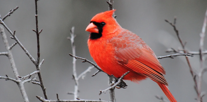 Cardinal