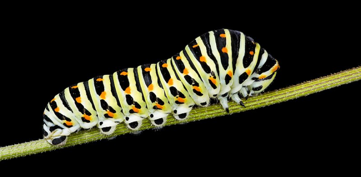 Caterpillar