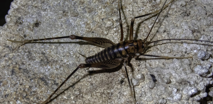 Cave-Cricket