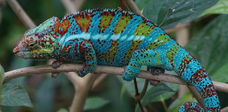 Chameleon