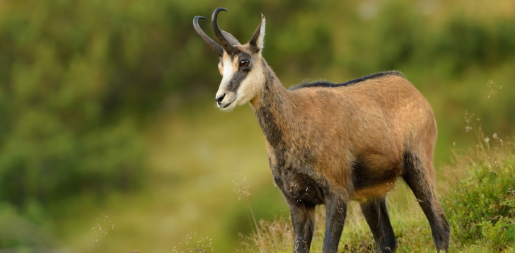 Chamois