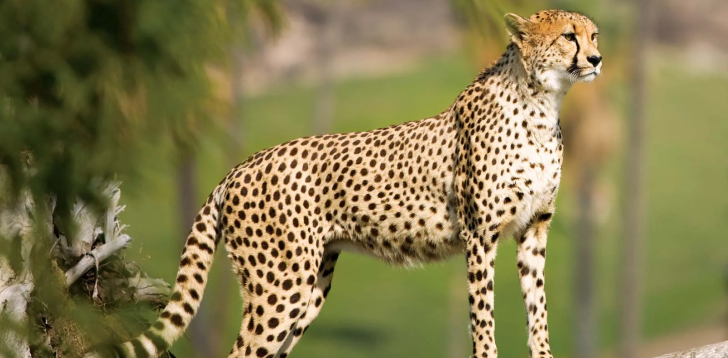 Cheetah