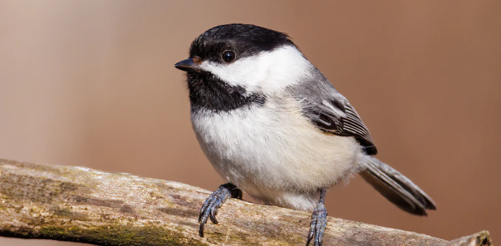 Chickadee