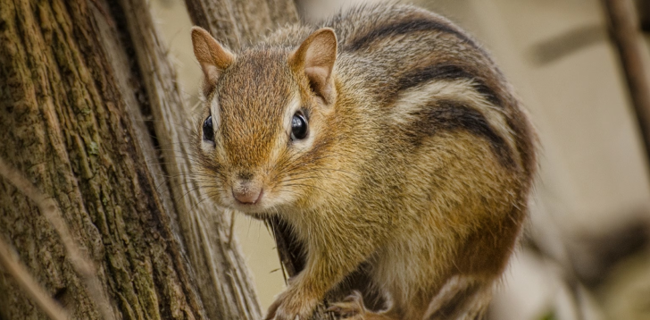 Chipmunk