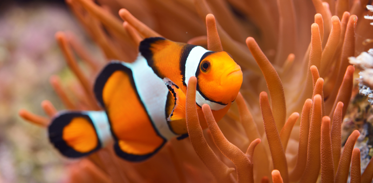 Clownfish